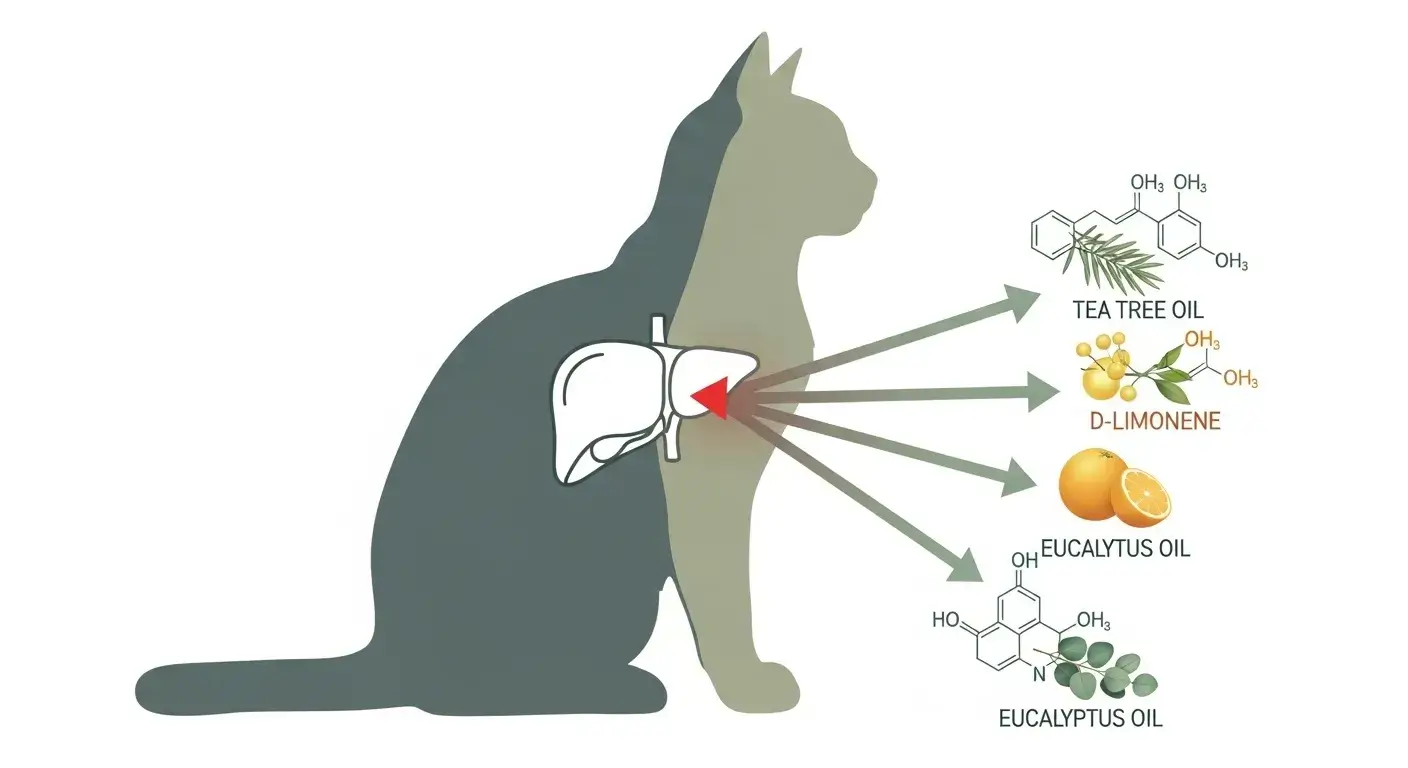 Cat metabolism risk Diagram of cat metabolism vulnerability